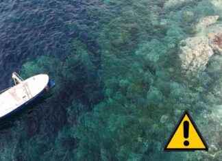 Pericolo Alga Tossica: Evita il Bagno in Questi Lidi | Rischi Ospedale news-08082024-103847