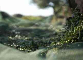 La Sicilia: sfida ai 12 apostoli dell’olio e a Messina Denaro news-08082024-224055