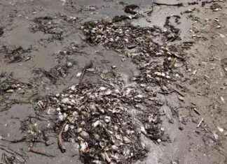 Moria di granchi blu nell’Adriatico: cause e drone sulla spiaggia di Boccasette. news-10082024-104523