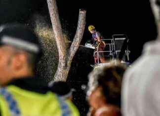 Taglio alberi alla stazione Brignole a Genova: polemiche ambientalisti news-20082024-014134