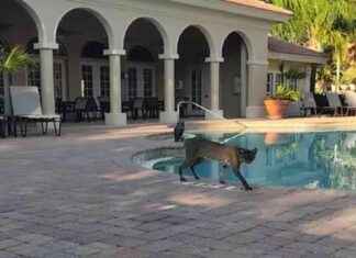Una lince rossa nel giardino del resort: video sorprendente | Corriere TV news-22082024-035014