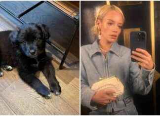 Lily Allen restituisce il suo cane: la reazione degli animalisti news-27082024-113238