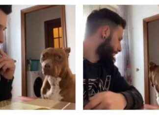 Reazione adorabile della cagnolina a una finta telefonata al canile: utenti entusiasti – Il Fatto Quotidiano news-10092024-145924