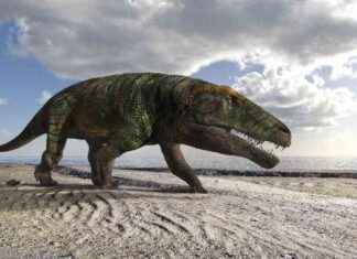 Le preziose impronte di rettili preistorici uniche al mondo: lotta per la conservazione news-10092024-150015