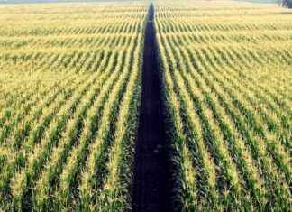 Monitoraggio della biodiversità nei campi: il progetto ‘Futuro Fiorito’ di Findus e 3Bee. news-24092024-201005