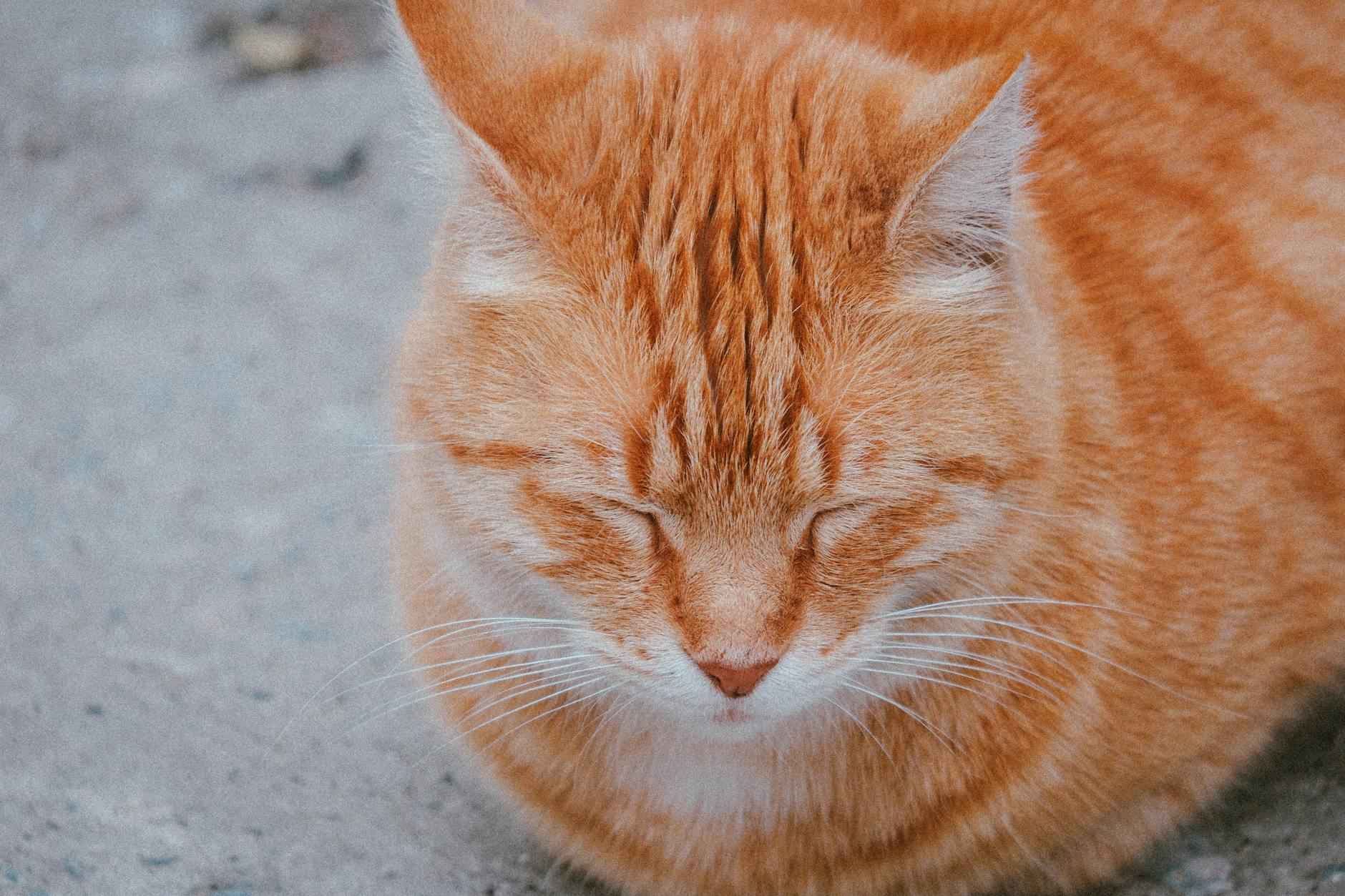 Allenatore Milan: Ecco Il Nome Caldo Per La Panchina 4 Le Implicazioni di Questa Scelta