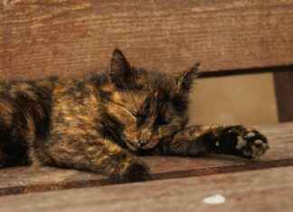 Allenatore Roma: Chi Sarà Il Nuovo Mister Dei Giallorossi Allenatore Roma: Chi Sarà Il Nuovo Mister Dei Giallorossi