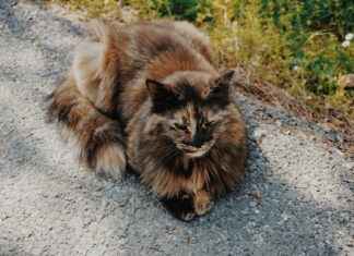 Calcio.ga: Scopri Tutto Sul Portale Di Calcio Virale Calcio.ga: Scopri Tutto Sul Portale Di Calcio Virale