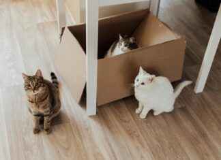 Cronaca As Roma – Bologna Fc: Partita Ricca Di Emozioni Cronaca As Roma - Bologna Fc: Partita Ricca Di Emozioni