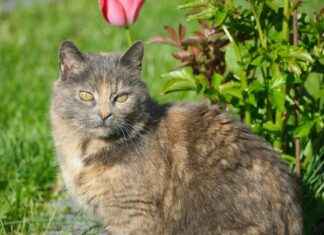 Cronaca Associazione Calcio Monza – Inter: Chi Ha Brillato? Cronaca Associazione Calcio Monza - Inter: Chi Ha Brillato?