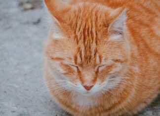 Cronaca Udinese Calcio – Juventus Football Club: Le Azioni Cronaca Udinese Calcio - Juventus Football Club: Le Azioni