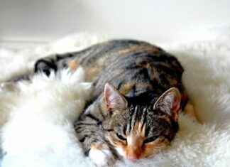 Formazioni Como 1907 – Ac Milan: Chi Gioca Dal Primo Minuto Formazioni Como 1907 - Ac Milan: Chi Gioca Dal Primo Minuto