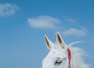 Meteo Francavilla Al Mare: Scopri Il Clima Perfetto Oggi!