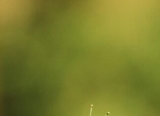 Cronaca Atalanta – Fiorentina: Scopri Tutti I Segreti Della Partita