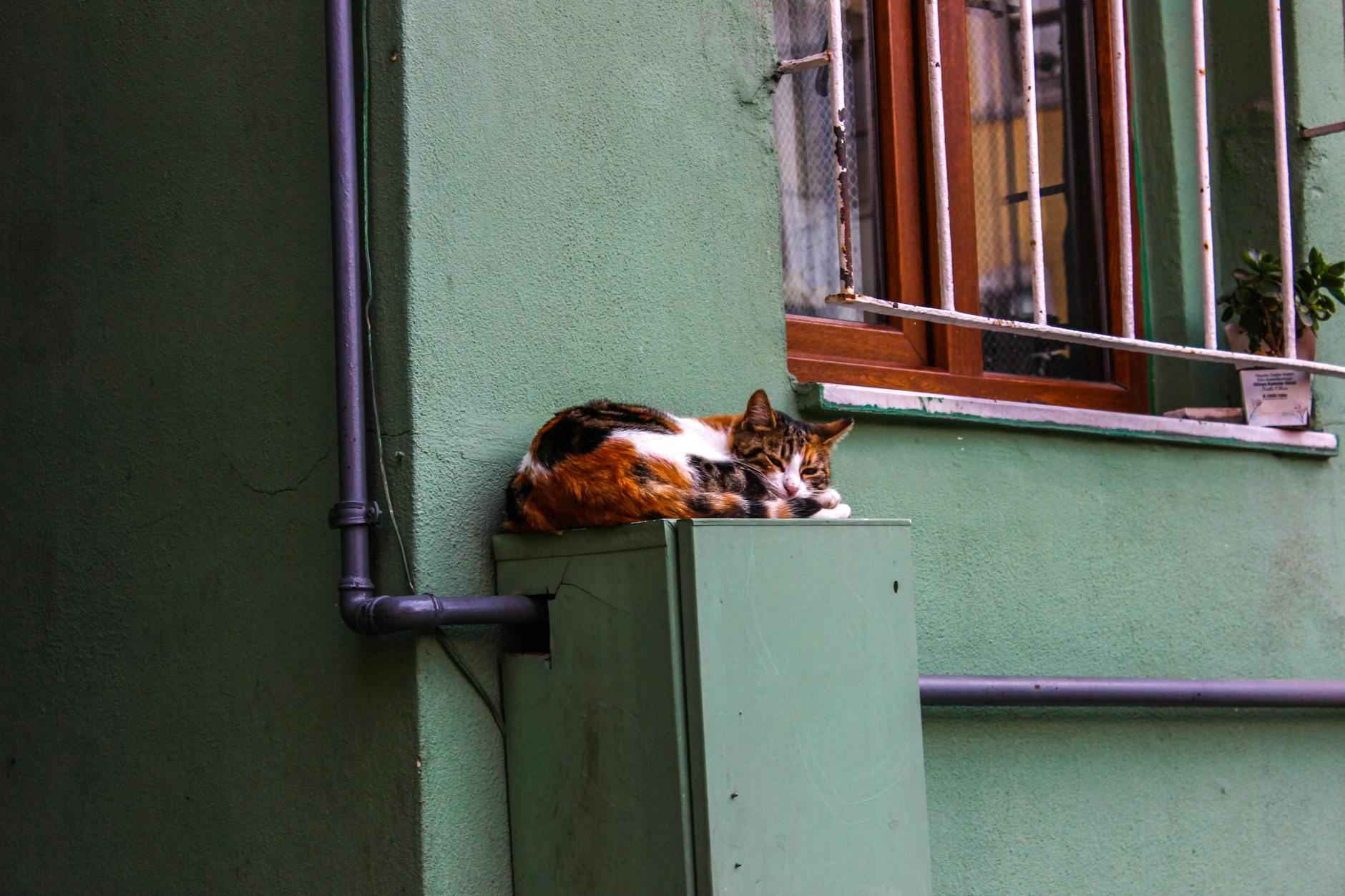 Statistiche Campionato Europeo Di Calcio: Cifre Da Ricordare 1 Il Campionato Europeo: Una Breve Storia