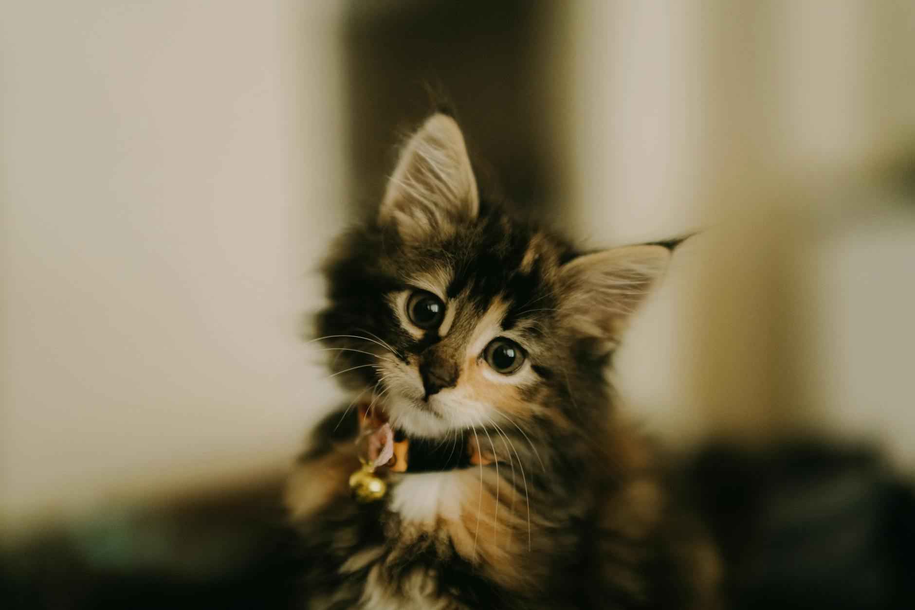 Statistiche Campionato Europeo Di Calcio: Cifre Da Ricordare 5 Il Ruolo Della Tecnologia