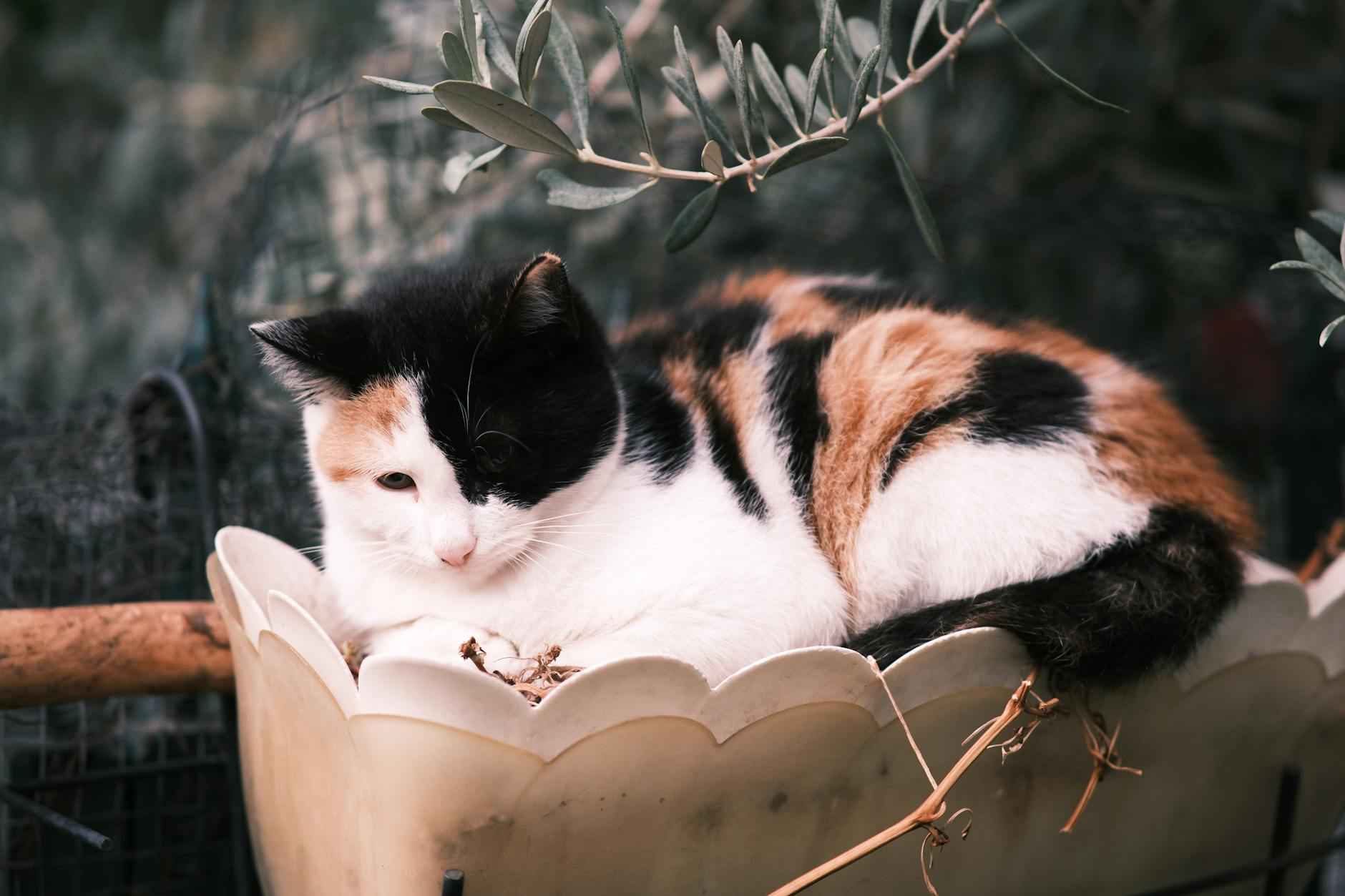 Statistiche Campionato Europeo Di Calcio: Cifre Da Ricordare 3 Le Statistiche Più Curiose