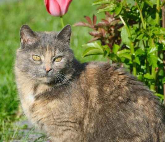 Statistiche Udinese Calcio – Inter: Numeri Da Approfondire Statistiche Udinese Calcio - Inter: Numeri Da Approfondire